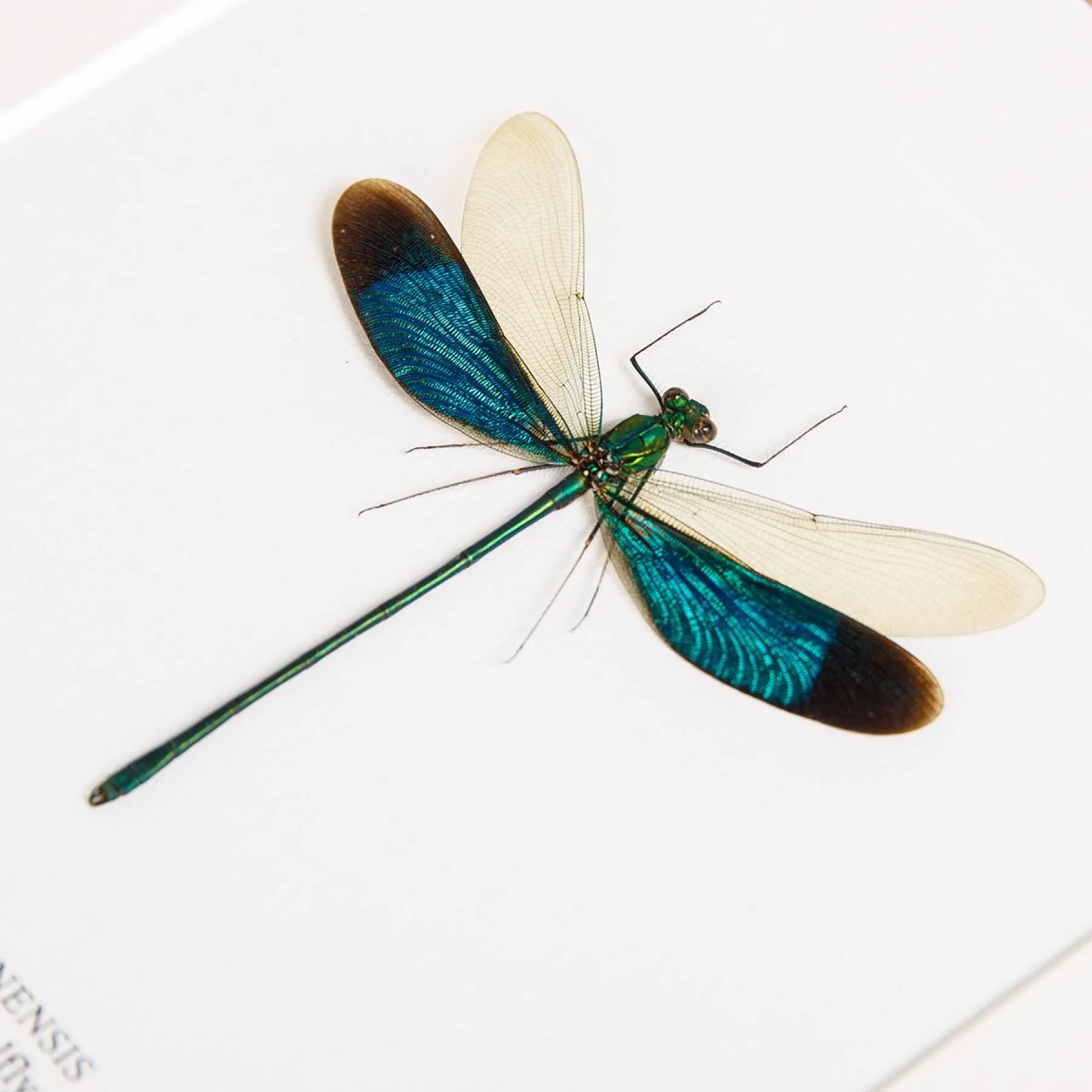 Minibeast Stream Glory Damselfly In Box Frame (Neurobasis chinensis)