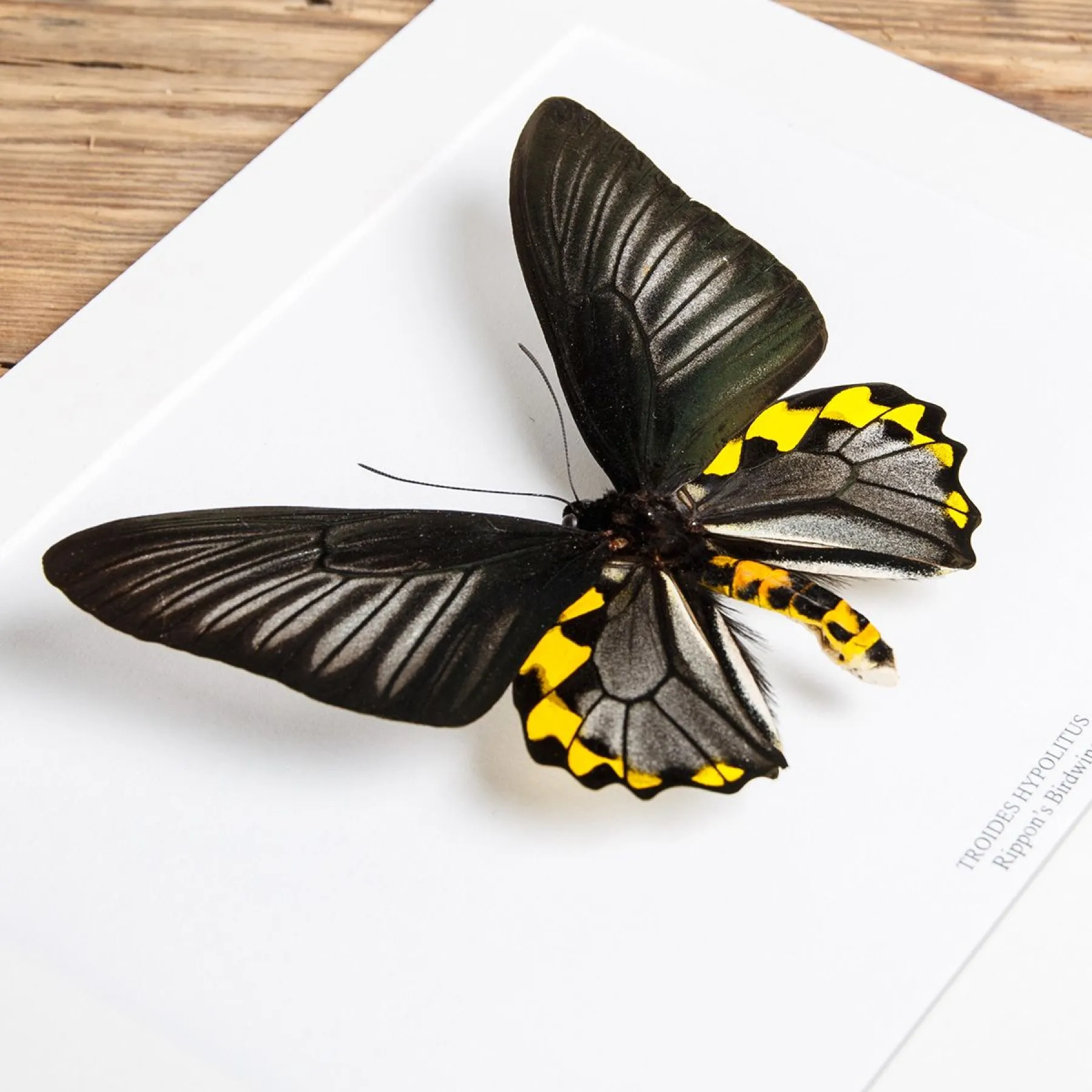 Minibeast Rippons Birdwing In Box Frame (Troides hypolitus)