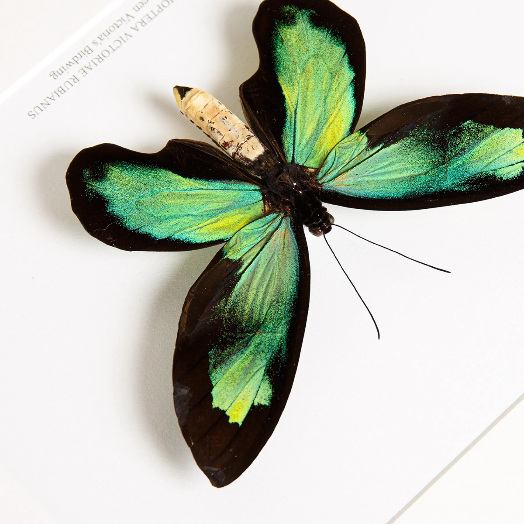 Minibeast The Queen Victoria's Birdwing In Box Frame (Ornithoptera victoriae rubianus)