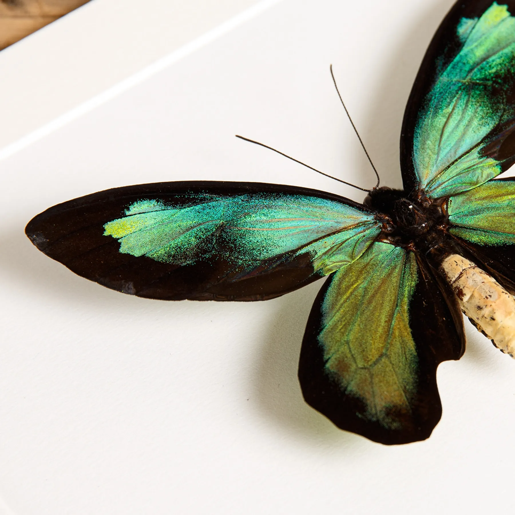 Minibeast The Queen Victoria's Birdwing In Box Frame (Ornithoptera victoriae rubianus)