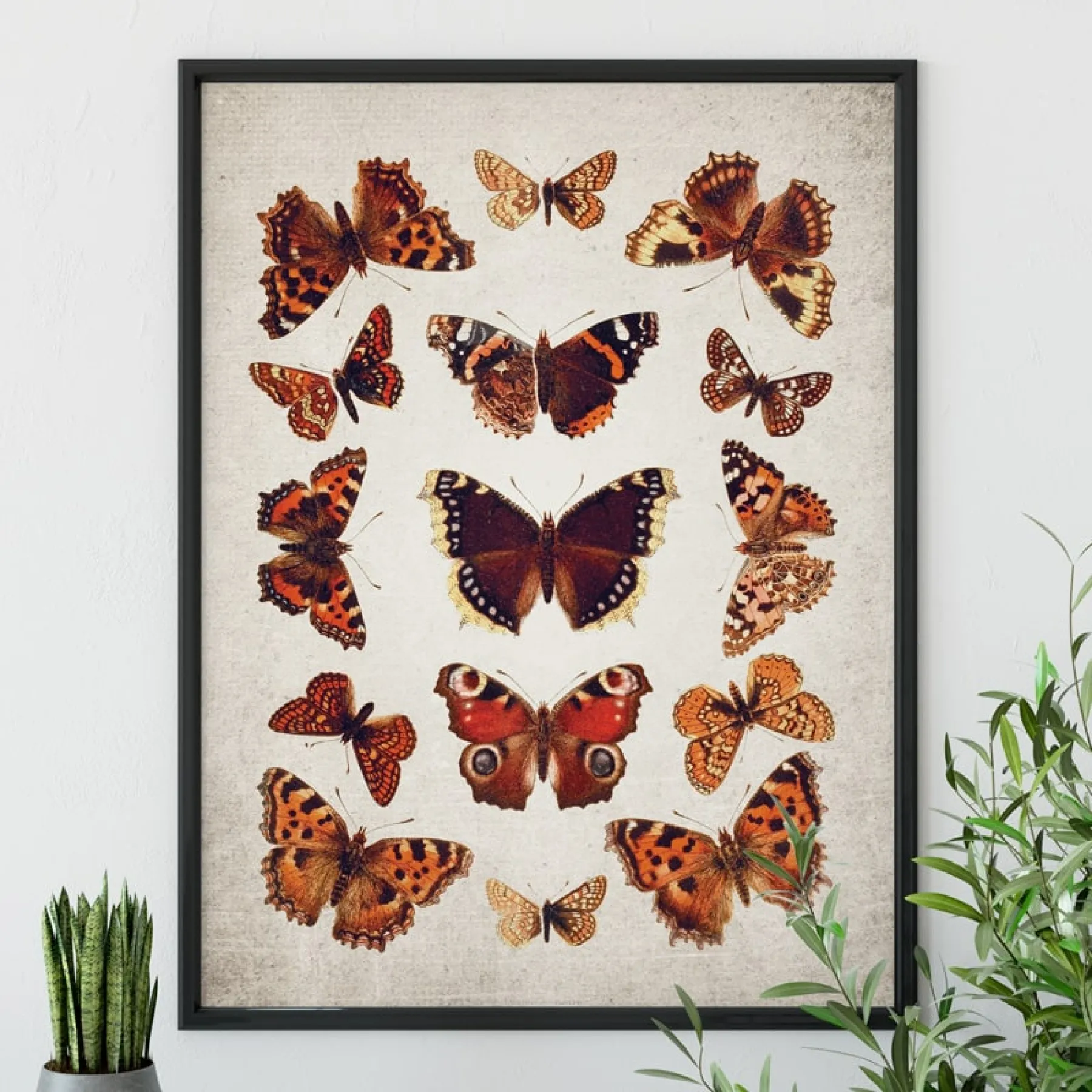 Minibeast Vintage Entomology εκτύπωση giclée (Πίνακας Βρετανικών Πεταλούδων από 1837)
