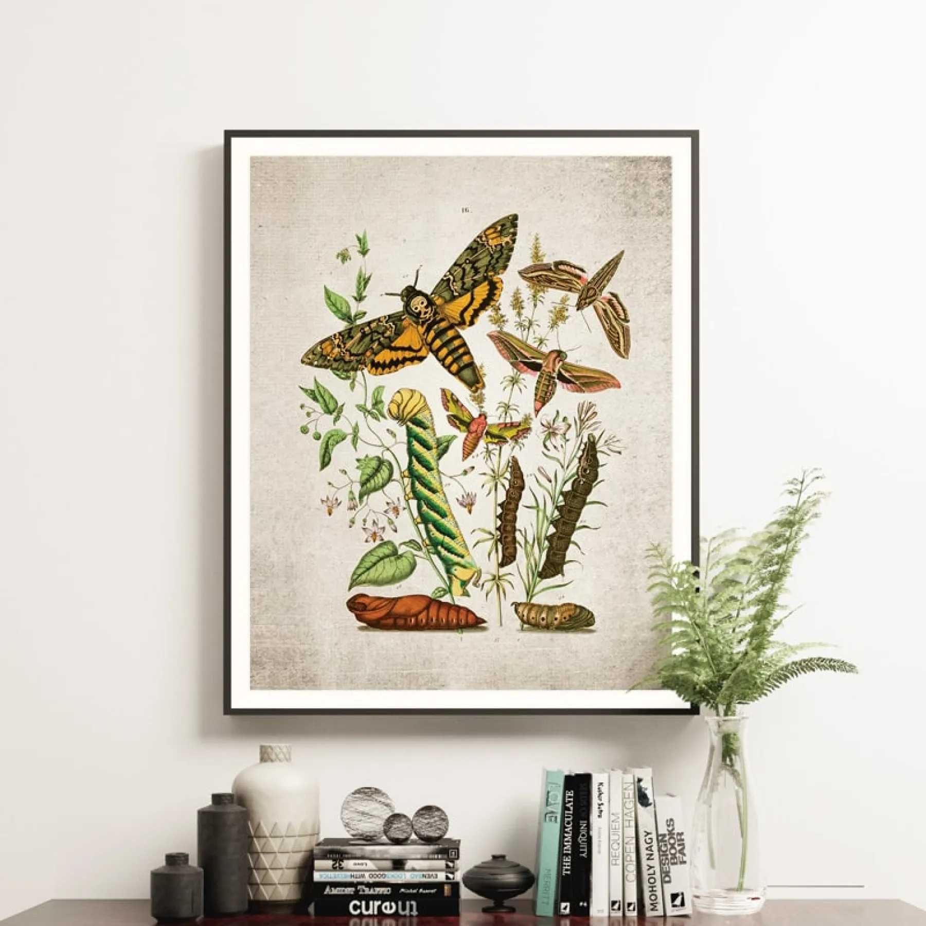 Vintage Entomology Giclee Print (Death Head Moth Plate From 1882)