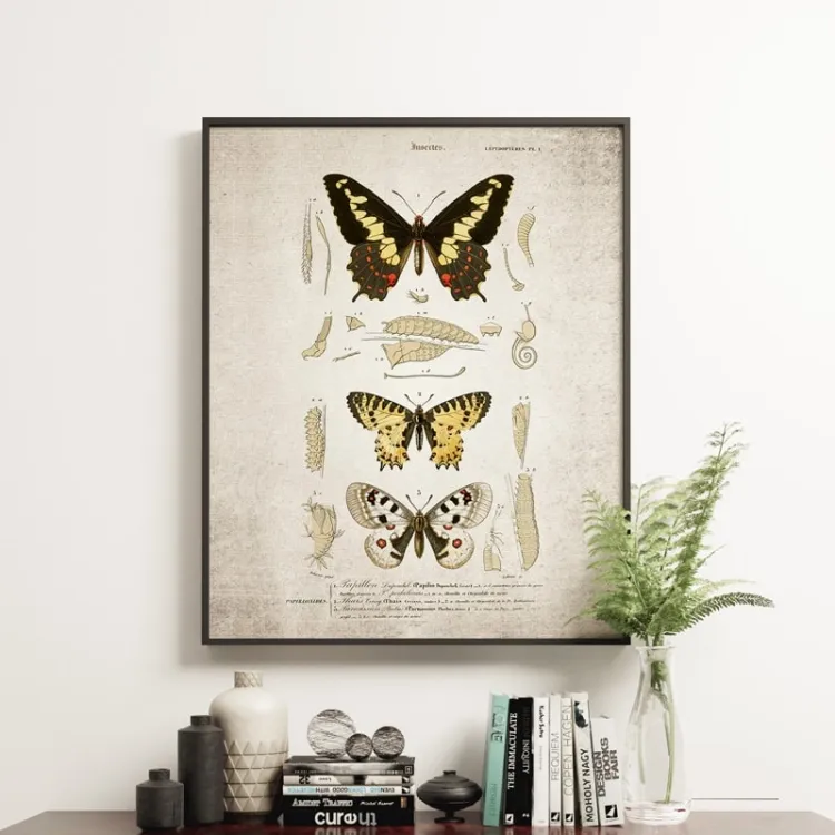 Vintage Entomology Giclee Print (Butterflies Plate From 1907)