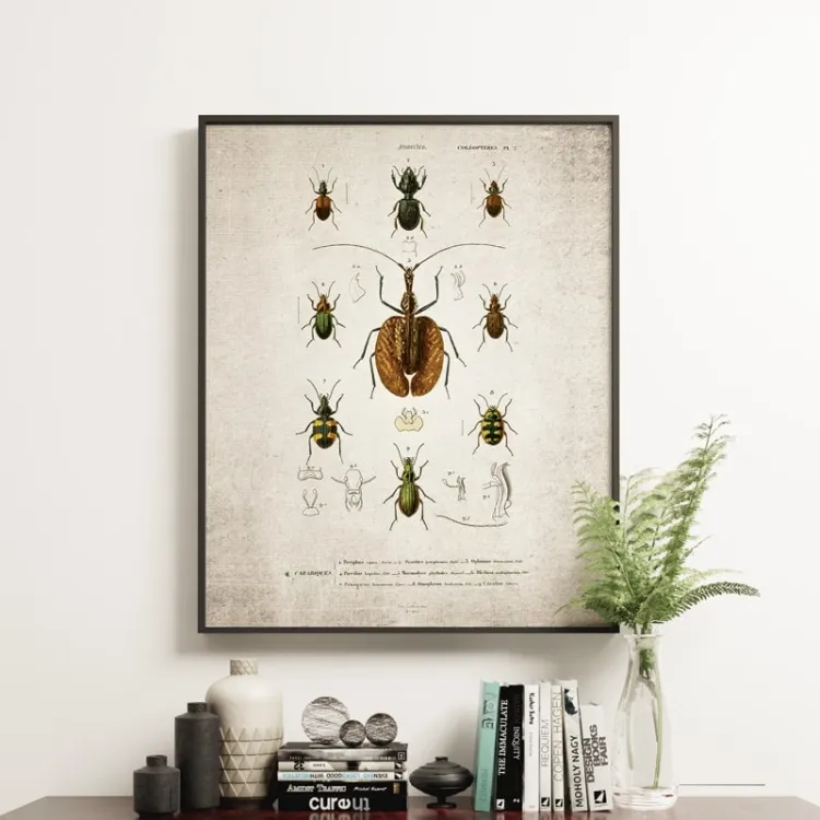 Vintage Entomology Giclee Print (ViolIn Beetle Plate 1907)