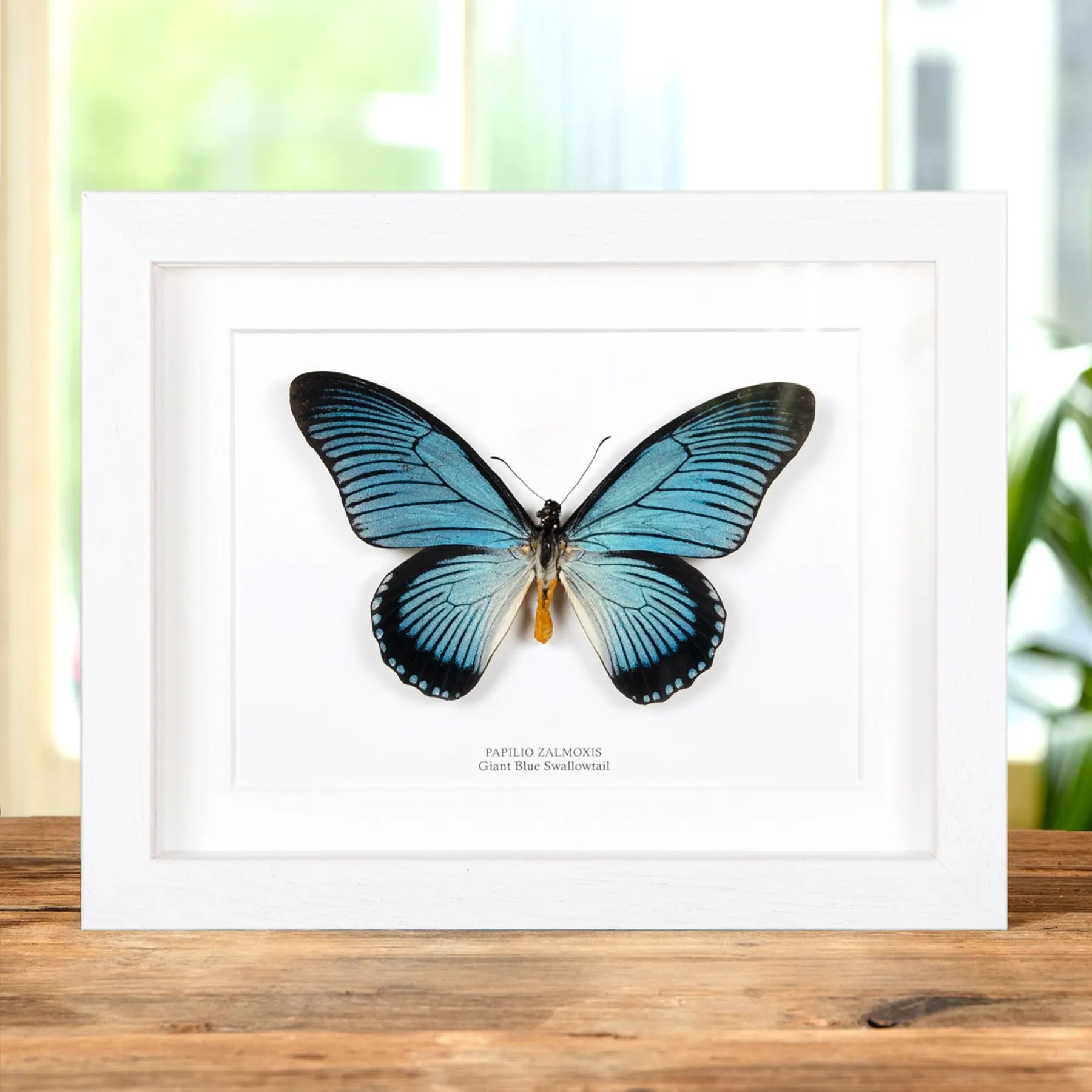 Giant Blue Swallowtail Butterfly In Box Frame (Papilio zalmoxis) Minibeast Giant Blue Swallowtail Butterfly In Box Frame (Papilio zalmoxis)