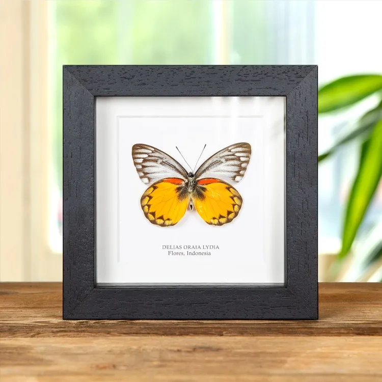 Delias Butterfly  In Box Frame from Flores, indonesia(Delias oraia lydia)