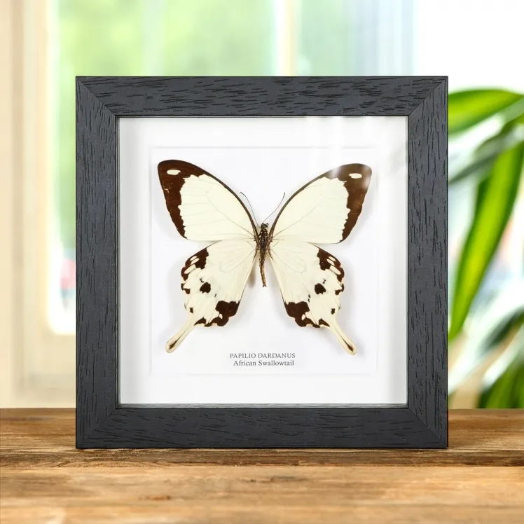 African Swallowtail Butterfly In Box Frame (Papilio dardanus)