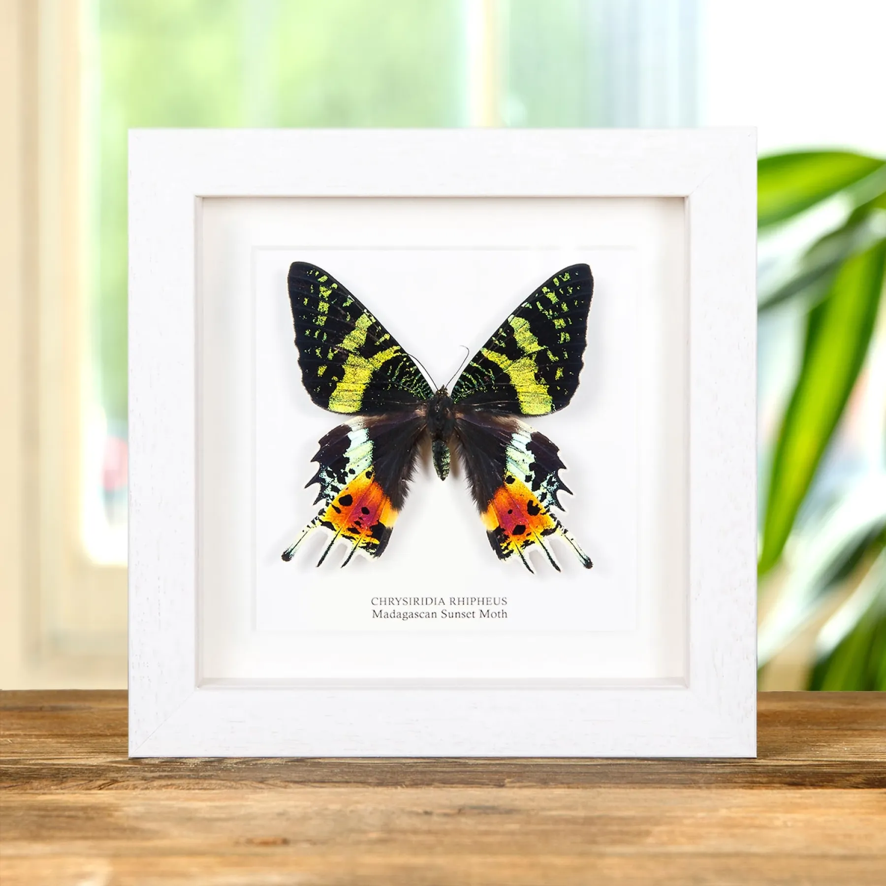 Minibeast Madagascan Sunset Moth In Box Frame (Chrysiridia rhipheus)
