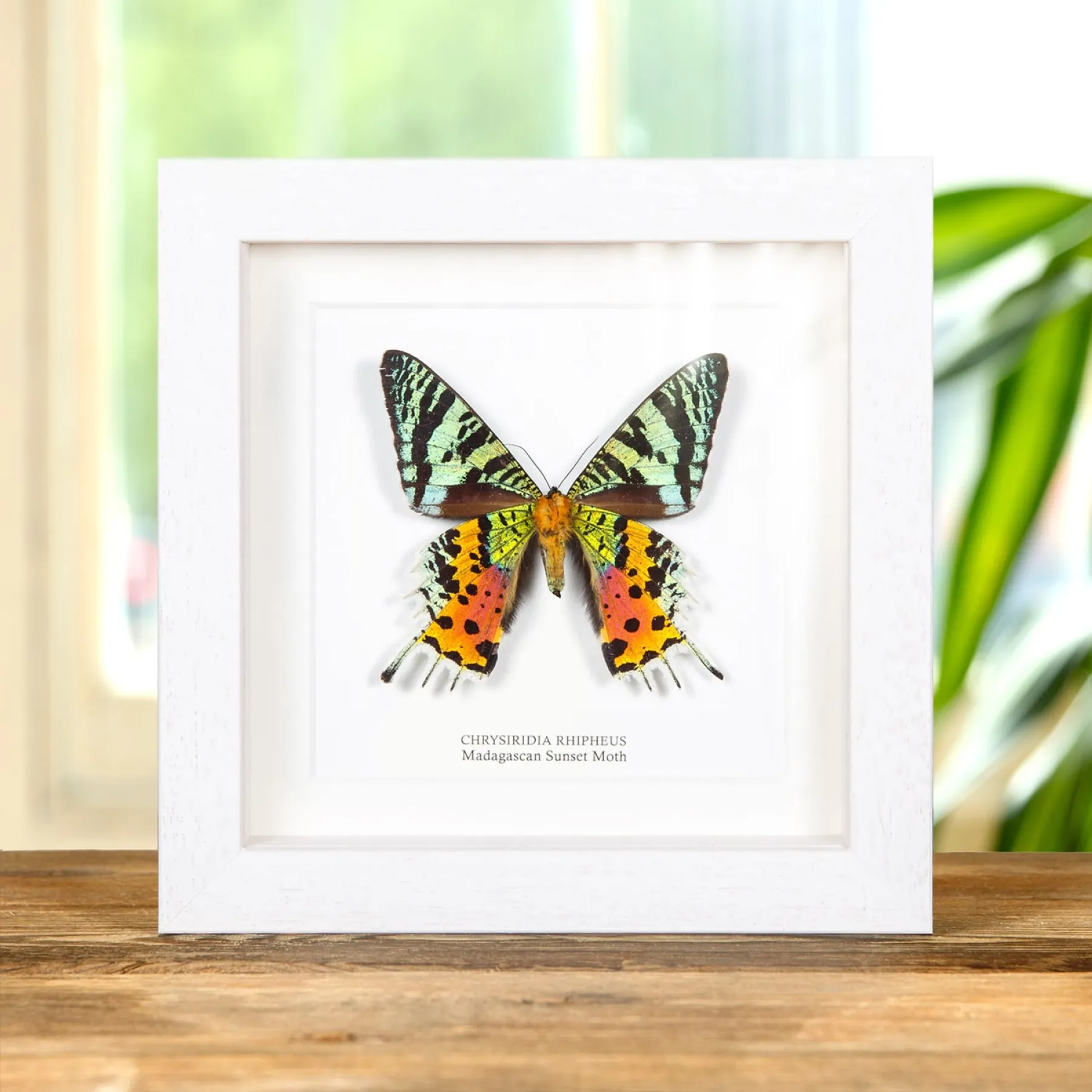 Minibeast Madagascan Sunset Moth In Box Frame (Chrysiridia rhipheus)