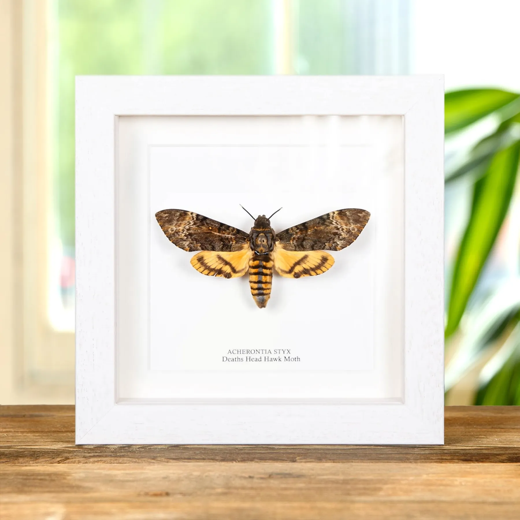 Death's Head Hawk Moth Silence of the Lambs In Box Frame (Acherontia styx)