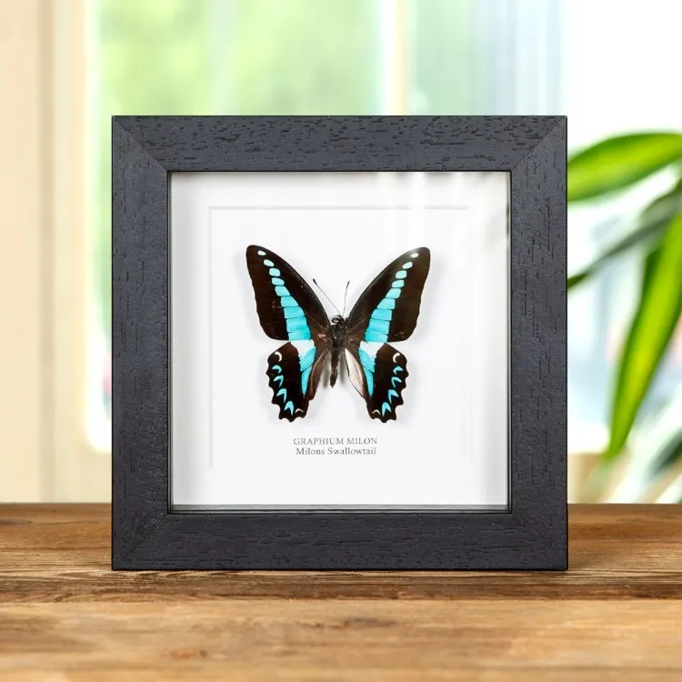 <strong>Milon's Swallowtail Butterfly In Box Frame (Graphium milon)</strong><br>Price: $66.99<br>Frame size: 5 x 5 Milon's Swallowtail Butterfly In Box Frame (Graphium milon)