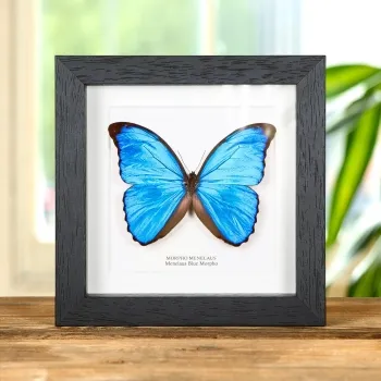 Menelaus Blue Morpho Butterfly In Box Frame (Morpho menelaus)