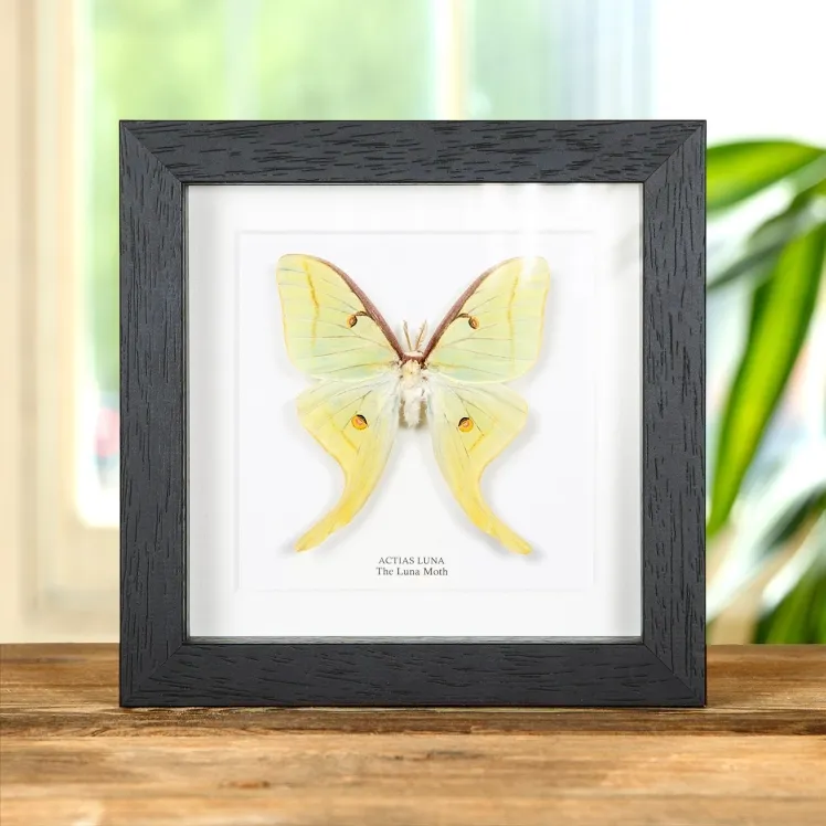 The Luna Moth In Box Frame (Actias luna)