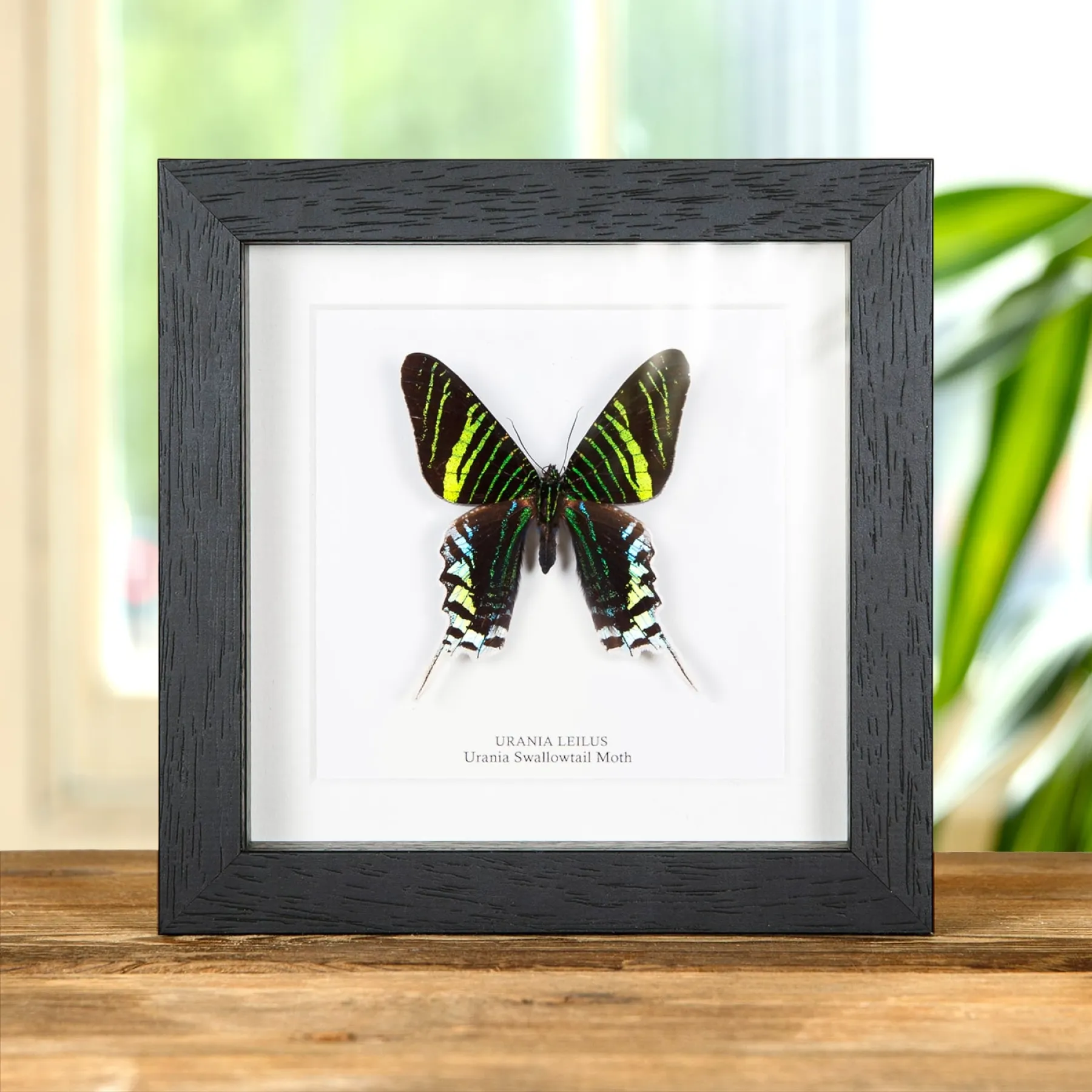 Minibeast Urania Swallowtail Moth In Box Frame (Urania leilus)