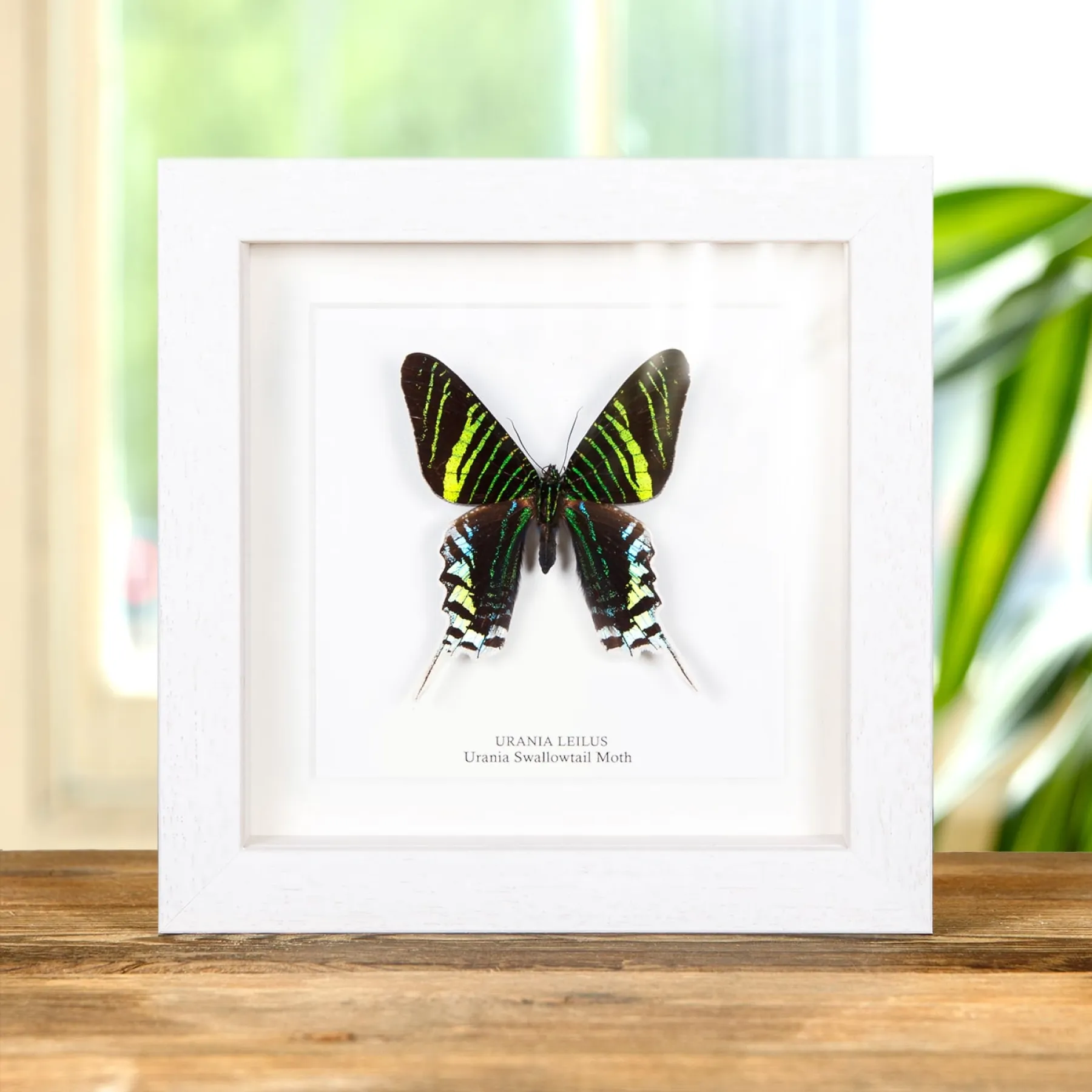 Minibeast Urania Swallowtail Moth In Box Frame (Urania leilus)