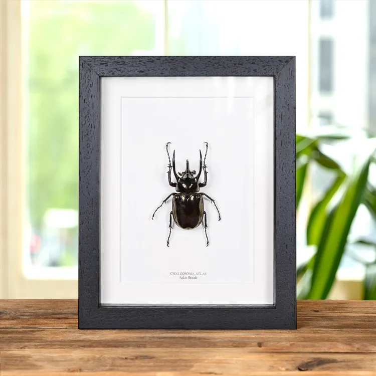 <strong>Atlas Beetle In Box Frame (Chalcosoma atlas)</strong><br>Price: $81.99<br>Frame size: 7 x 9 Atlas Beetle In Box Frame (Chalcosoma atlas)