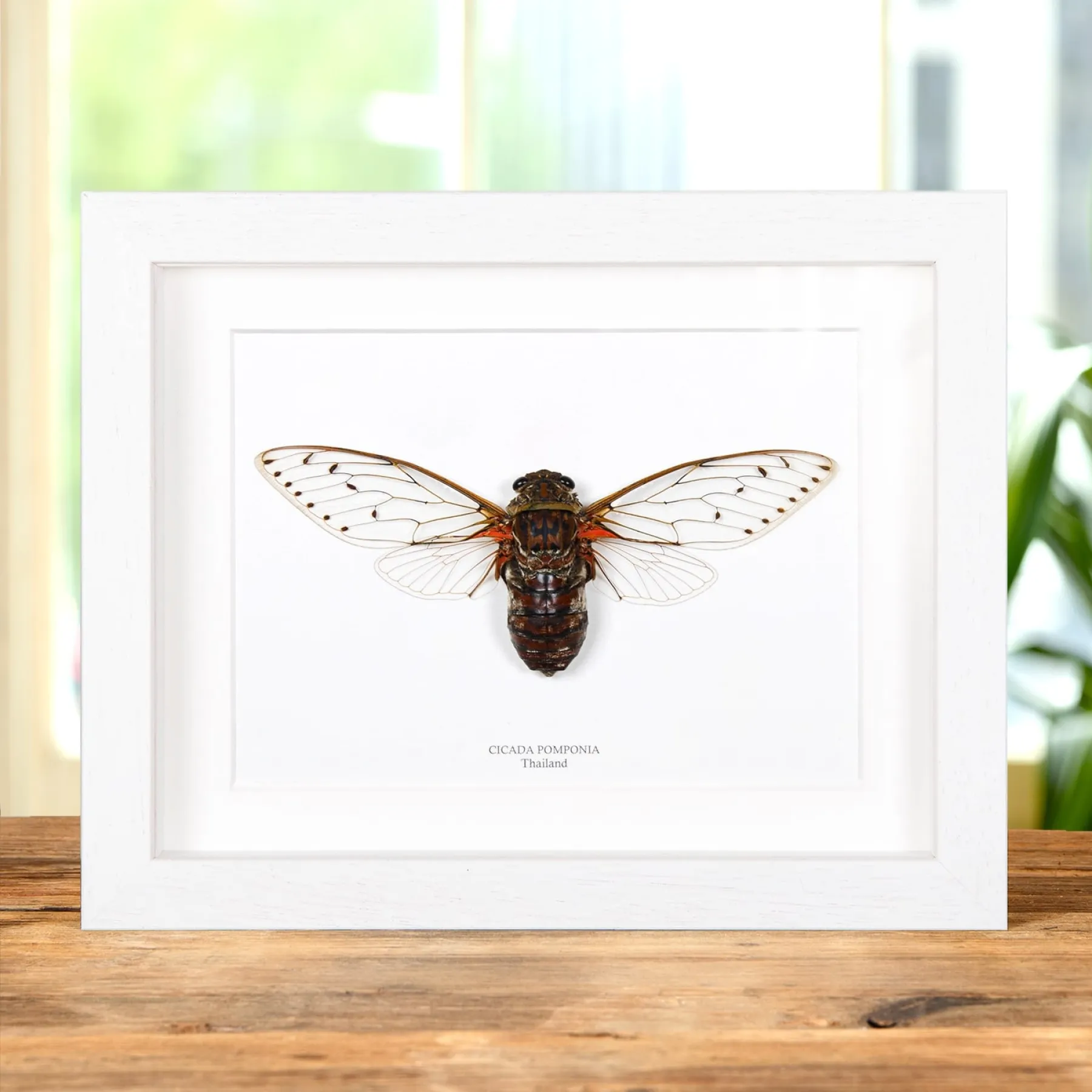 Cicada Pomponia In Box Frame from Thailand Minibeast Cicada Pomponia In Box Frame from Thailand