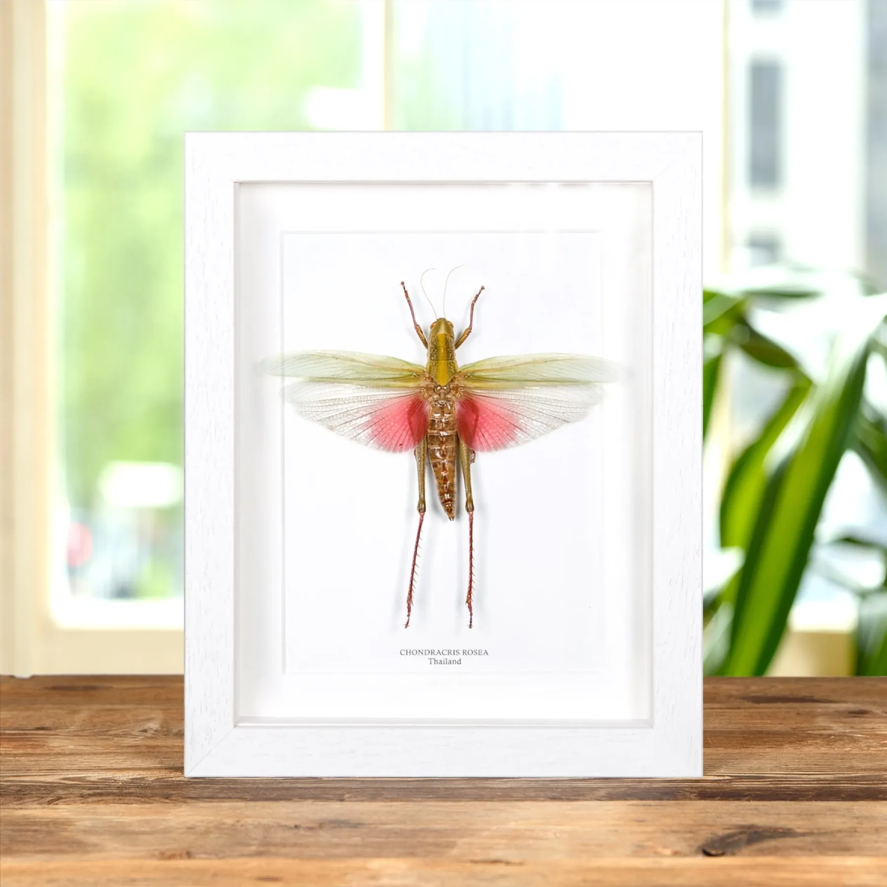 Female Chondracris Rosea In Box Frame from Thailand