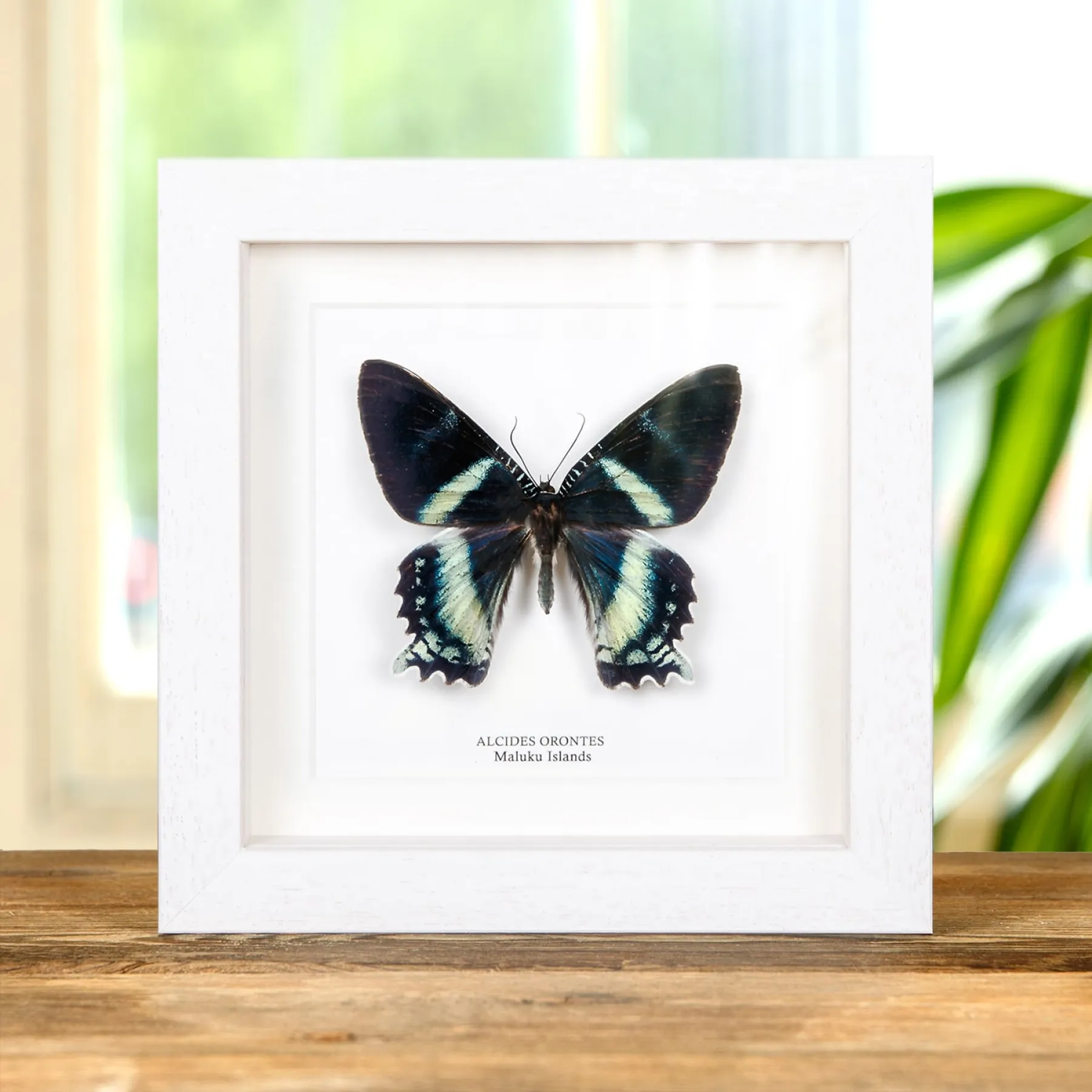 Alcides orontes Moth In Box Frame from Maluku islands Alcides orontes Moth In Box Frame from Maluku islands