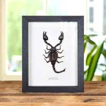 Giant Forest Scorpion In Box Frame (Heterometrus)