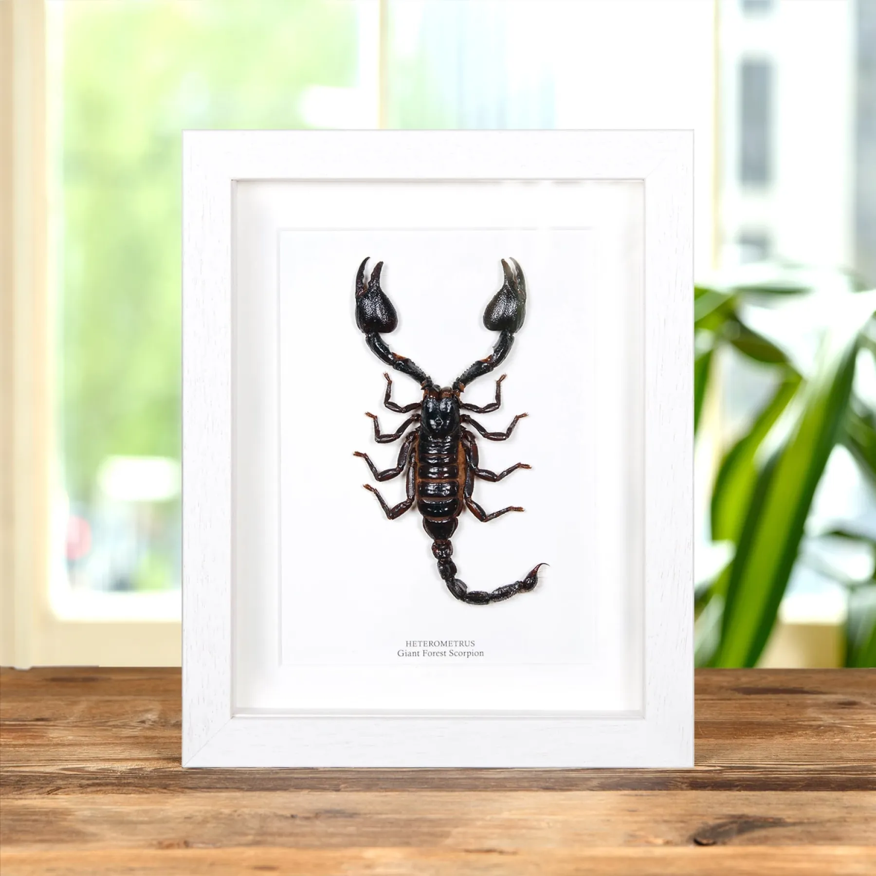 Giant Forest Scorpion In Box Frame (Heterometrus) Giant Forest Scorpion In Box Frame (Heterometrus)