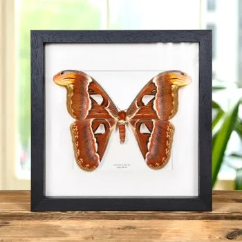 Female Atlas Moth In Box Frame (Attacus atlas)