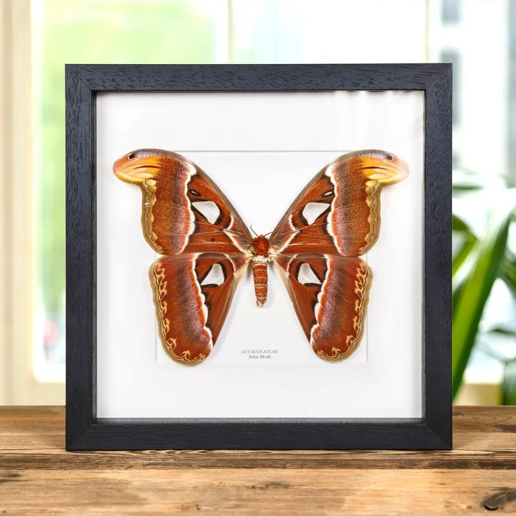 Female Atlas Moth In Box Frame (Attacus atlas)