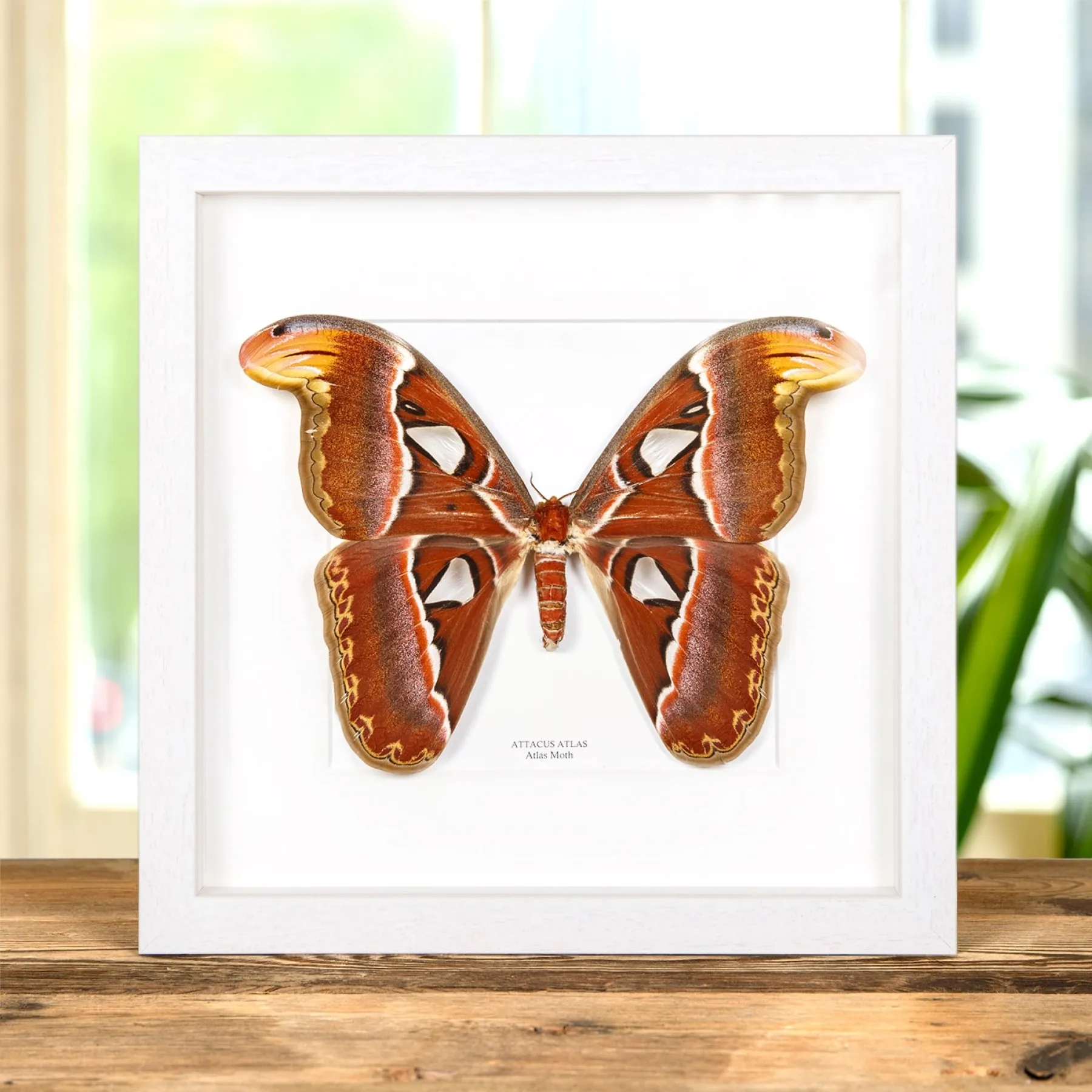 Female Atlas Moth In Box Frame (Attacus atlas) Female Atlas Moth In Box Frame (Attacus atlas)