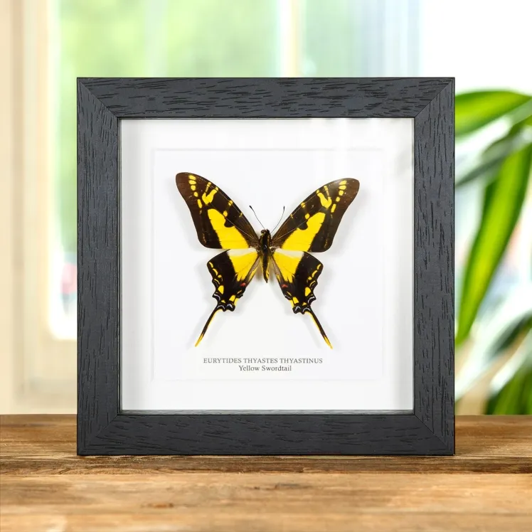 Yellow Swordtail Butterfly In Box Frame (Eurytides thyastes thyastinus)