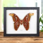 Minibeast Atlas Moth In Box Frame (Attacus atlas)