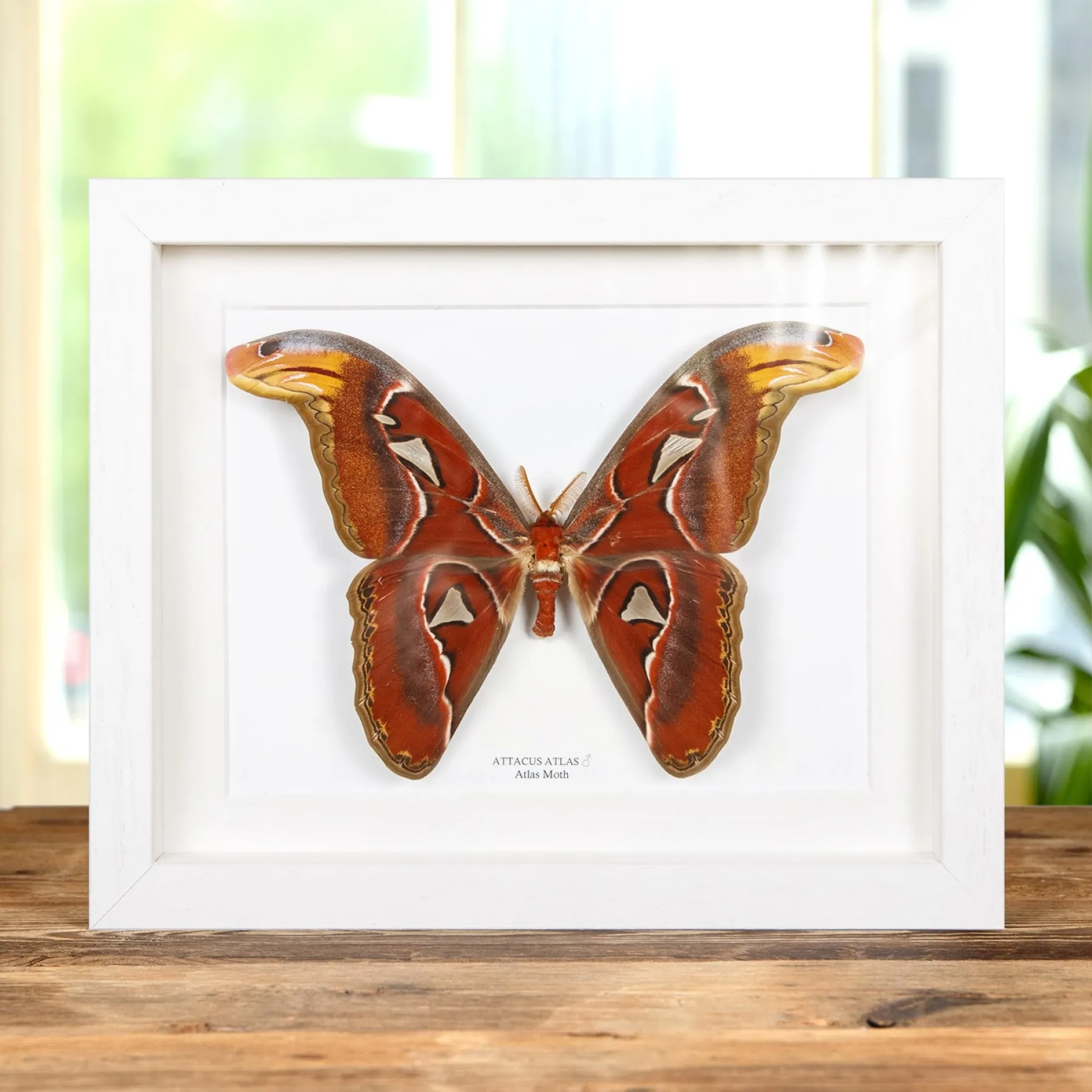 Atlas Moth In Box Frame (Attacus atlas)