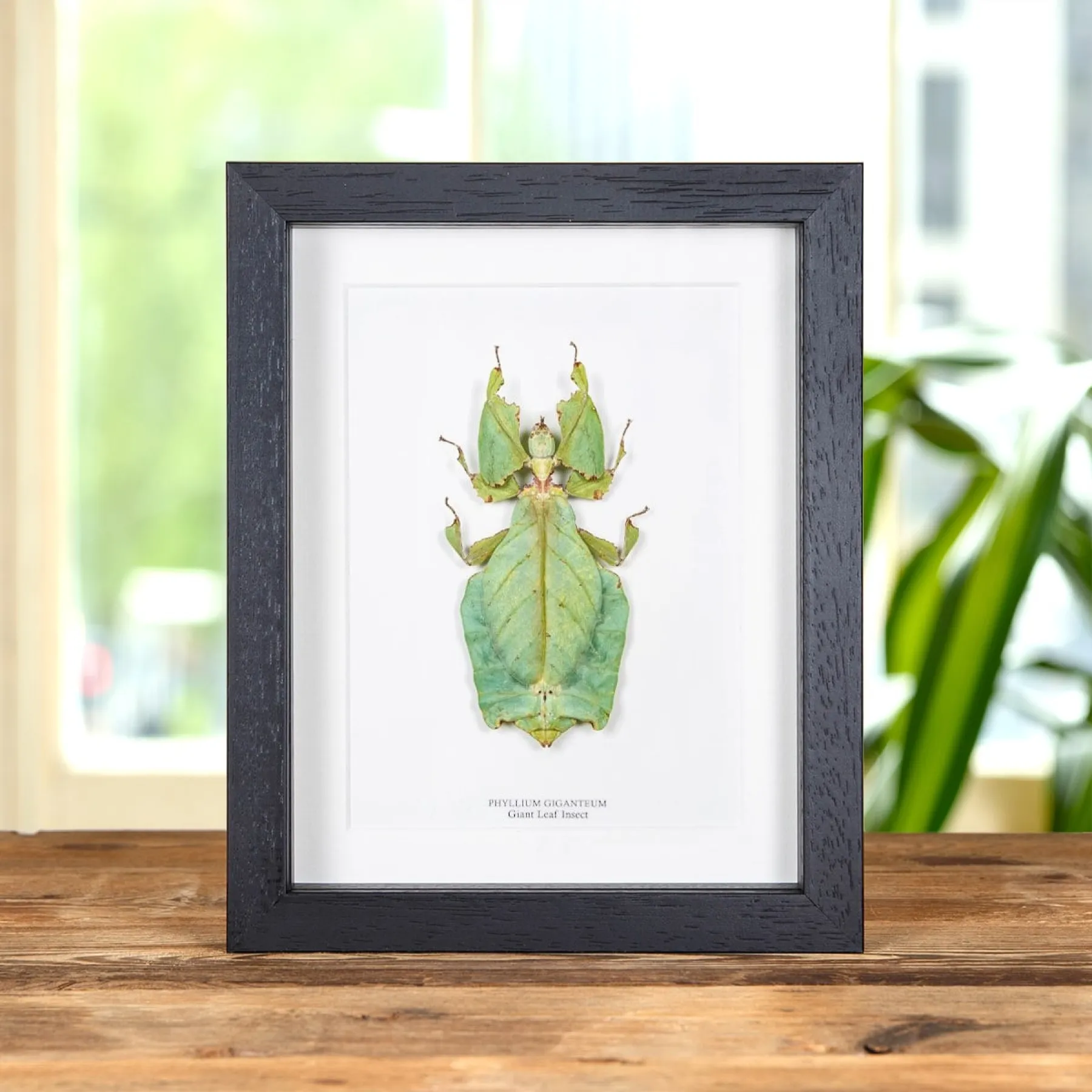Giant Leaf Insect In Box Frame (Phyllium giganteum) Minibeast Giant Leaf Insect In Box Frame (Phyllium giganteum)