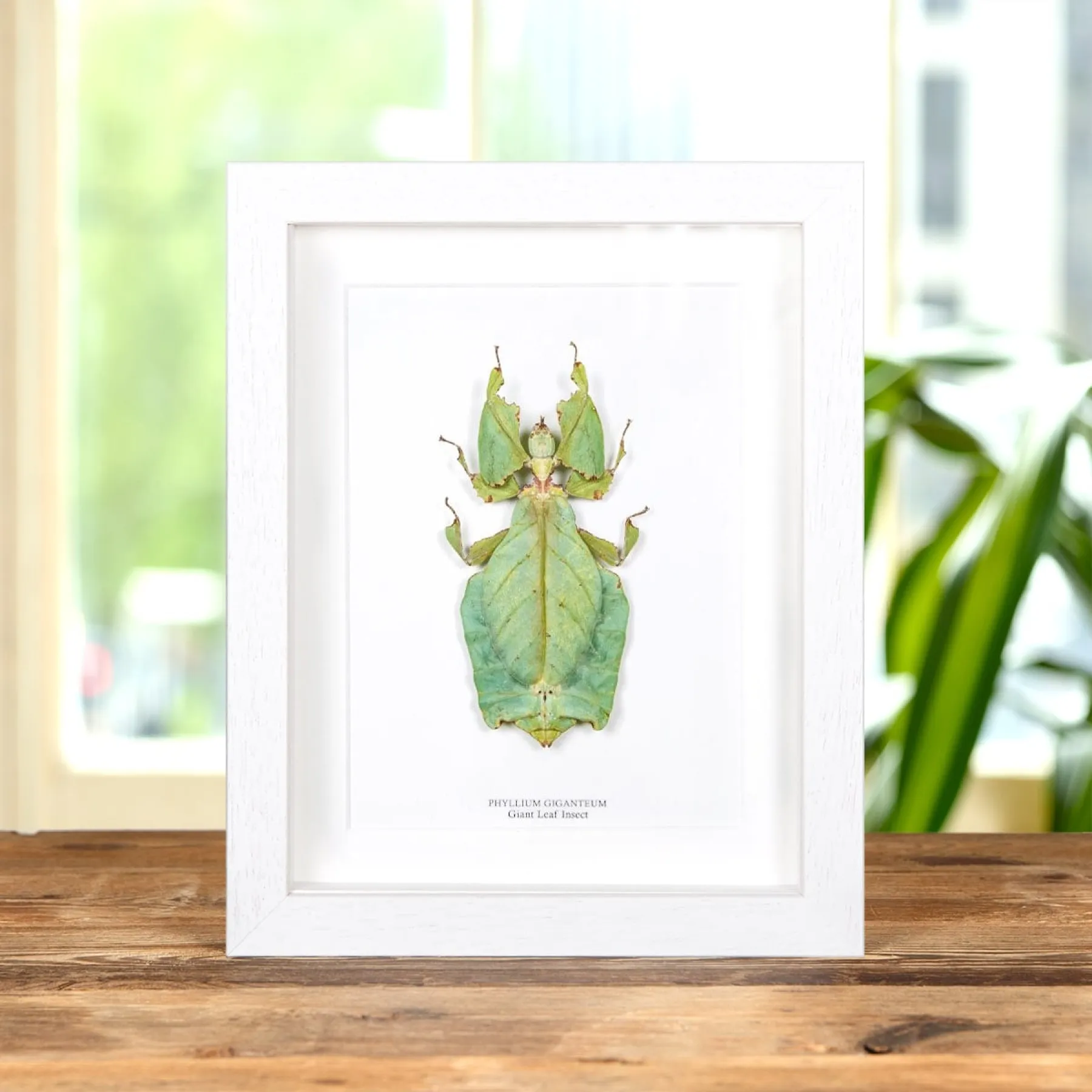 Giant Leaf Insect In Box Frame (Phyllium giganteum) Minibeast Giant Leaf Insect In Box Frame (Phyllium giganteum)
