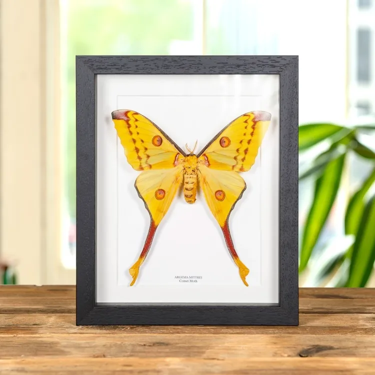 Female Comet Moth In Box Frame (Argema mittrei)