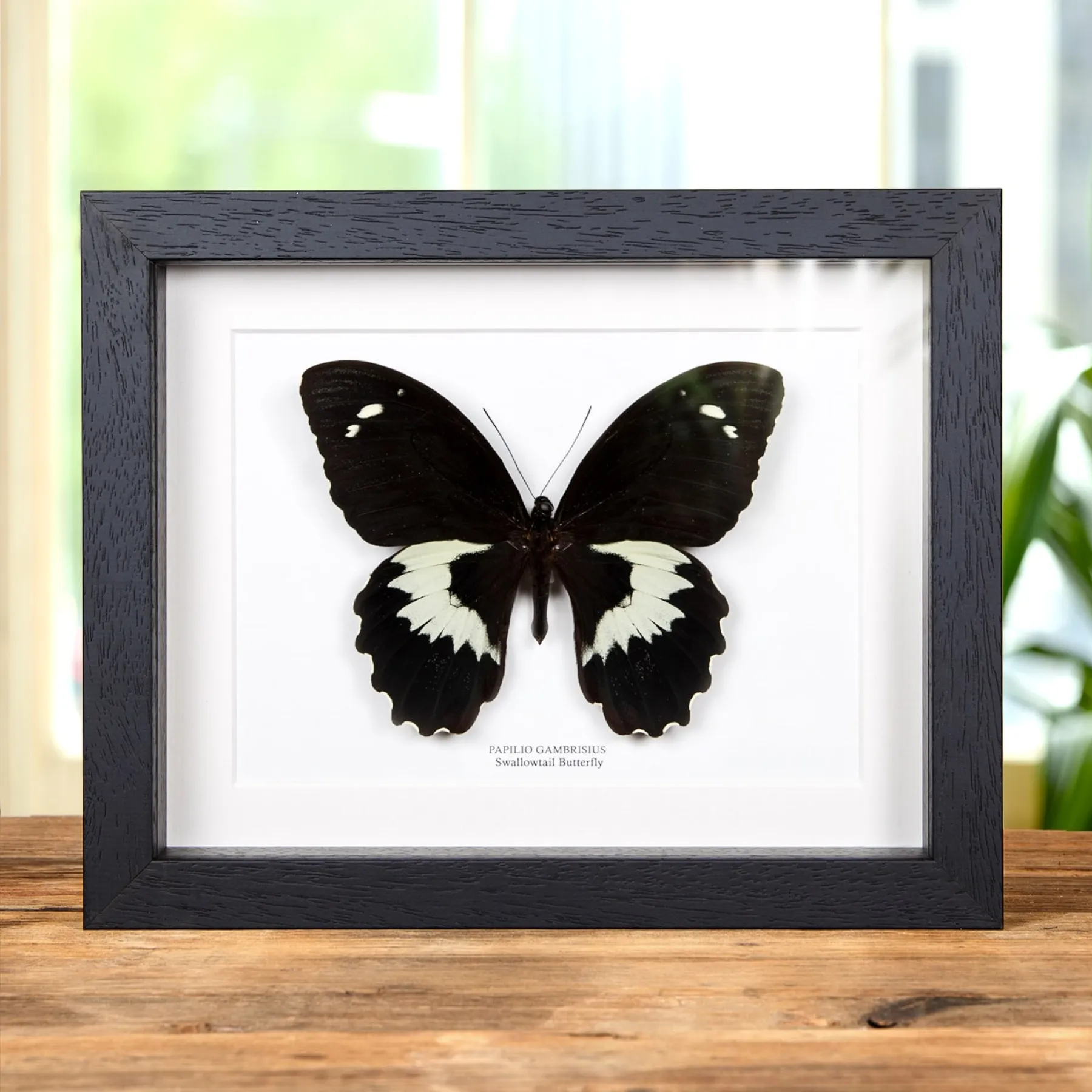 Swallowtail Butterfly In Box Frame (Papilio gambrisius) Minibeast Swallowtail Butterfly In Box Frame (Papilio gambrisius)