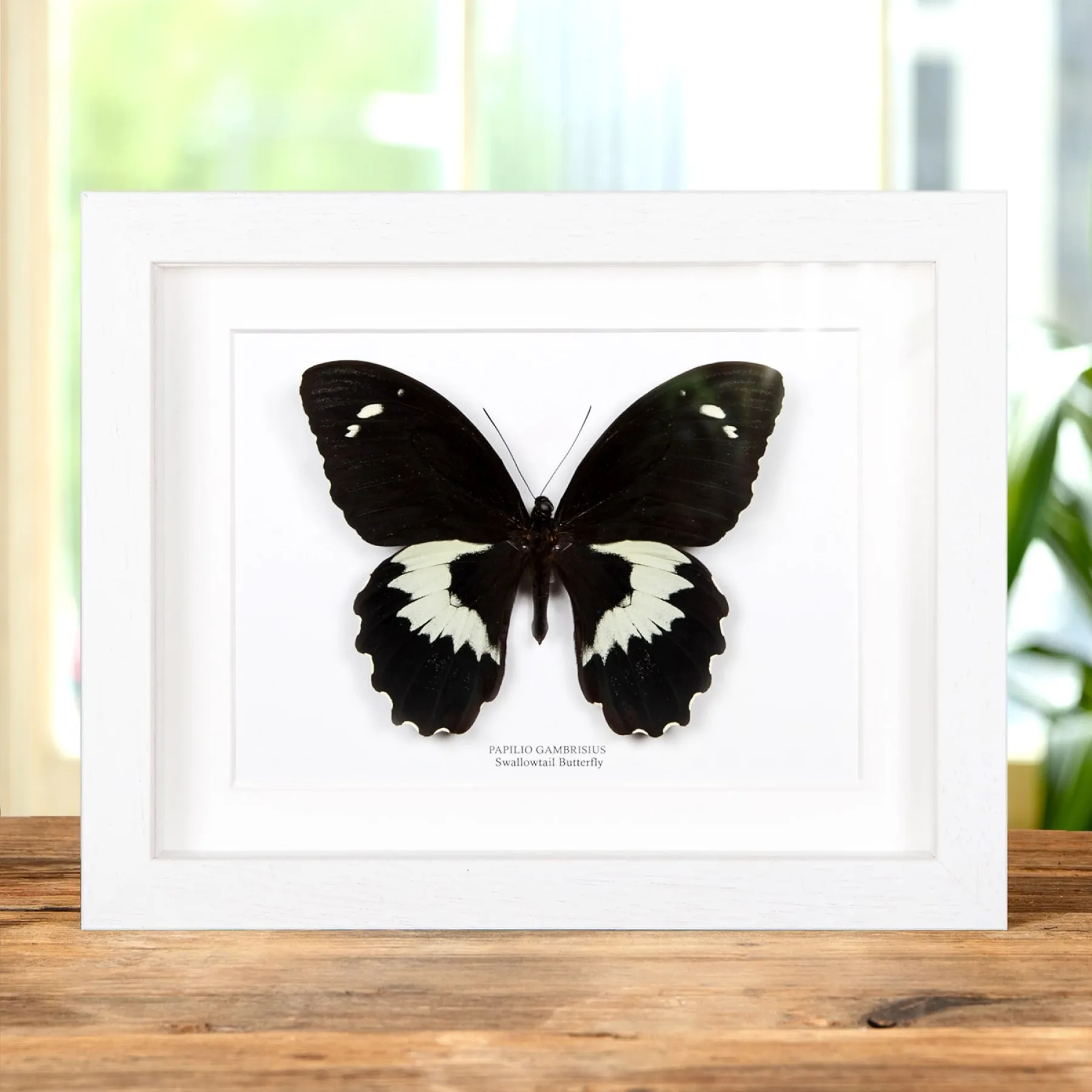Swallowtail Butterfly In Box Frame (Papilio gambrisius) Minibeast Swallowtail Butterfly In Box Frame (Papilio gambrisius)