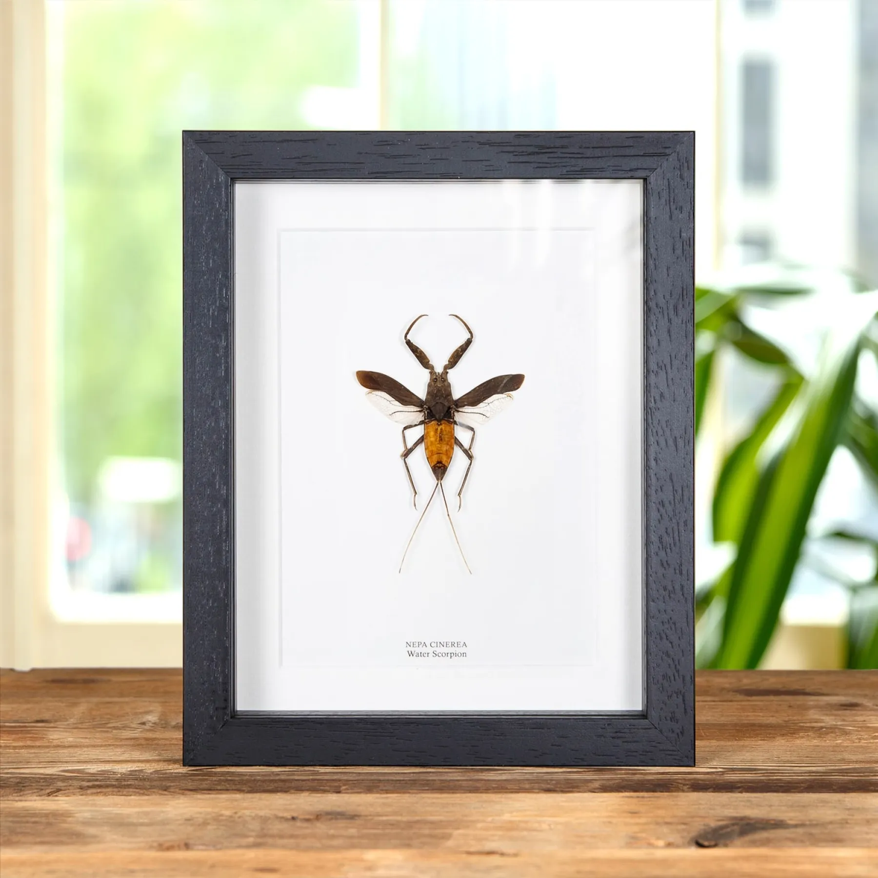 The Water Scorpion In Box Frame (Nepa cinerea) Minibeast The Water Scorpion In Box Frame (Nepa cinerea)