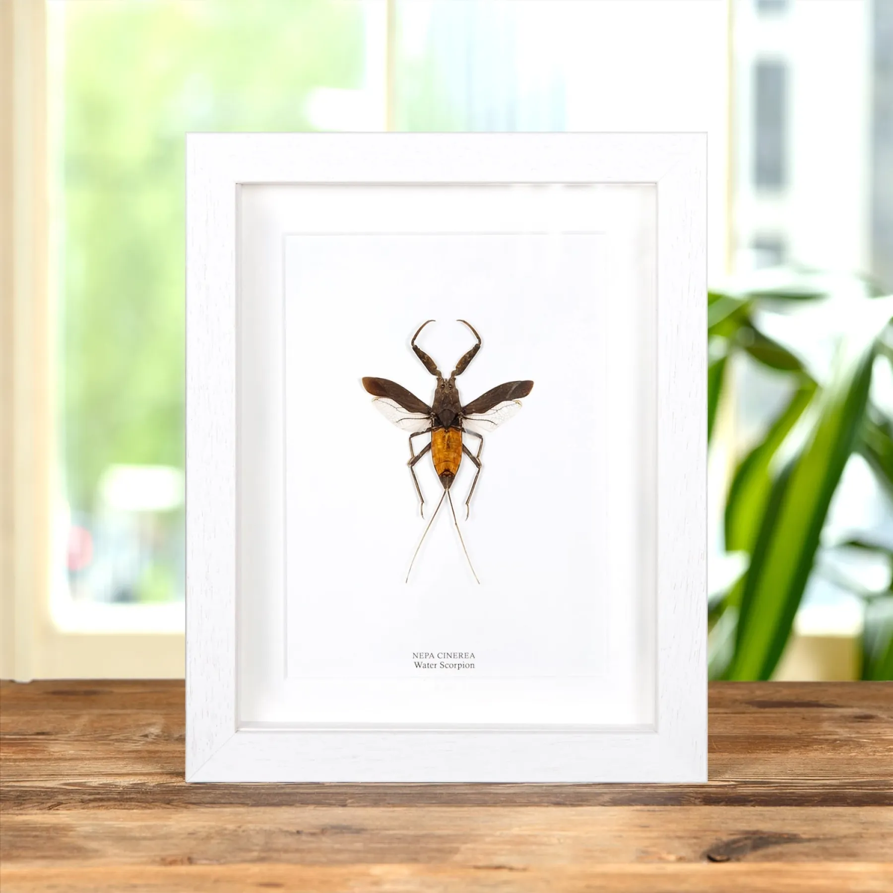 The Water Scorpion In Box Frame (Nepa cinerea) Minibeast The Water Scorpion In Box Frame (Nepa cinerea)