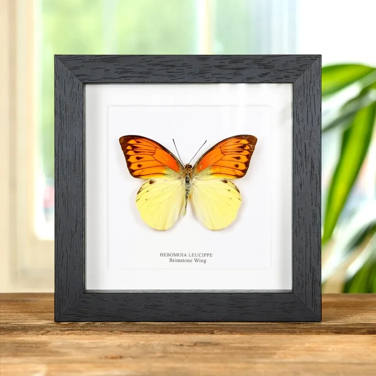 Brimstone Wing Butterfly In Box Frame (Hebomoia leucippe)