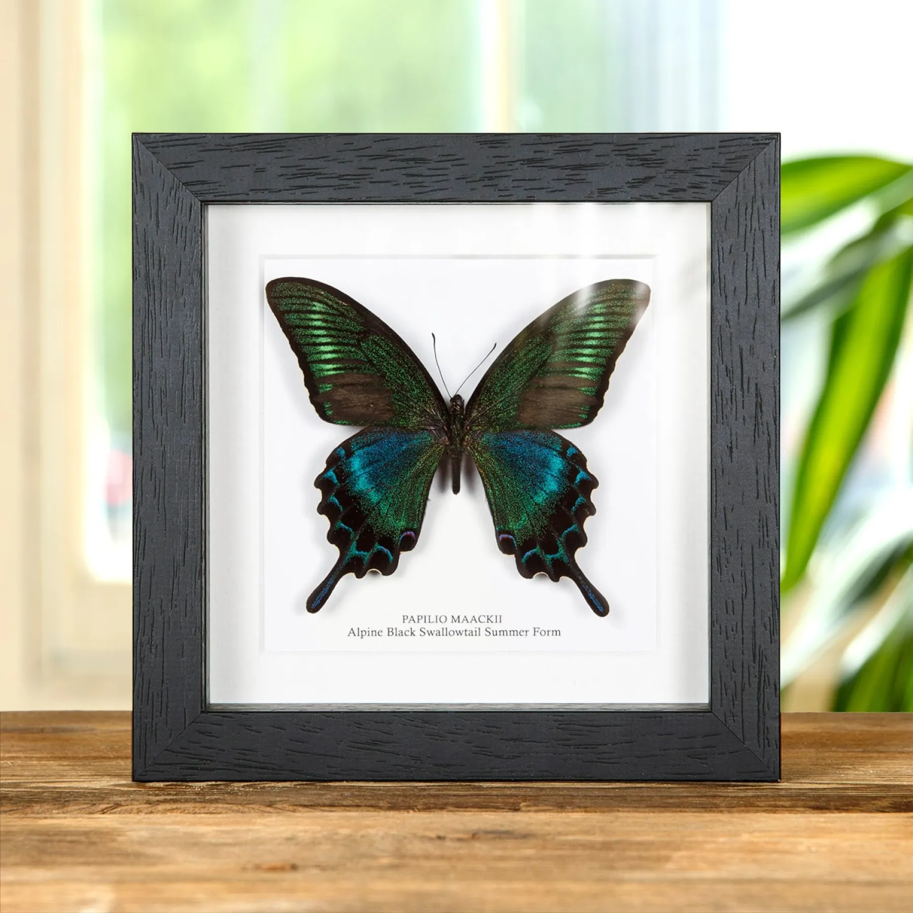 Alpine Black Swallowtail Summer Form (Papilio maackii summer form) Minibeast Alpine Black Swallowtail Summer Form (Papilio maackii summer form)