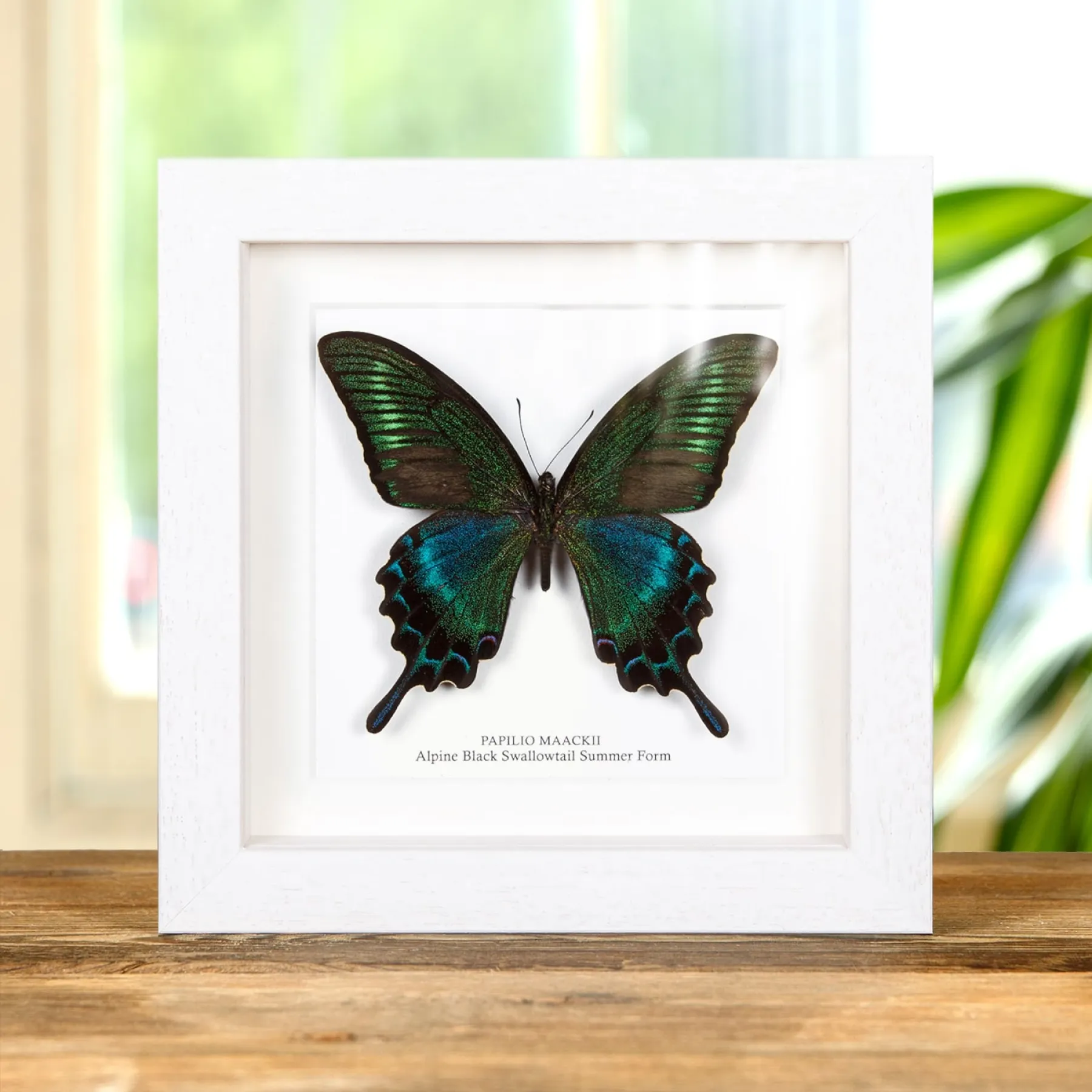 Alpine Black Swallowtail Summer Form (Papilio maackii summer form) Minibeast Alpine Black Swallowtail Summer Form (Papilio maackii summer form)