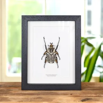 Grote Goliathkever in Lijst (Goliathus orientalis)