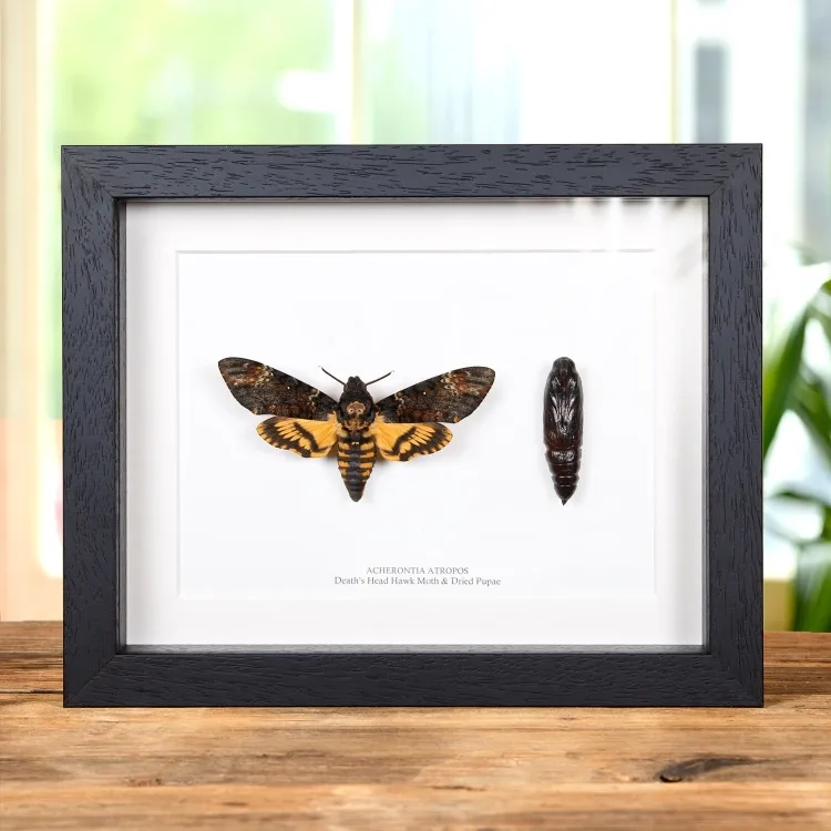 Pupae & Death's Head Hawk Moth In Box Frame (Acherontia atropos)