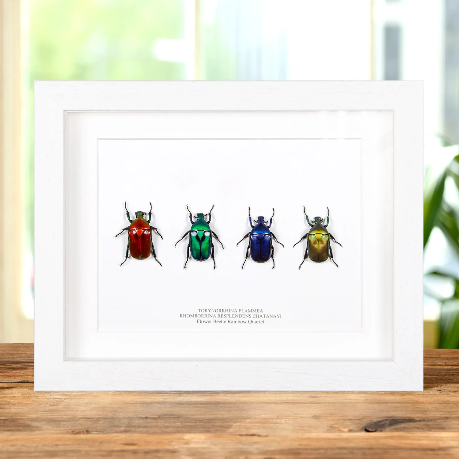 Flower Beetle Rainbow Quartet In Box Frame from Thailand