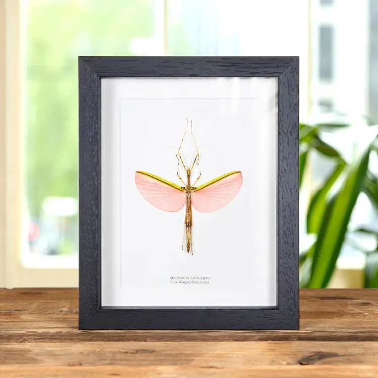 Pink Winged Stick Insect In Box Frame (Necroscia annulipes)