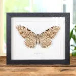 Minibeast Witch Moth In Box Frame (Thysania agrippina)