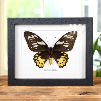 Female Cape York Birdwing In Box Frame (Ornithoptera priamus)