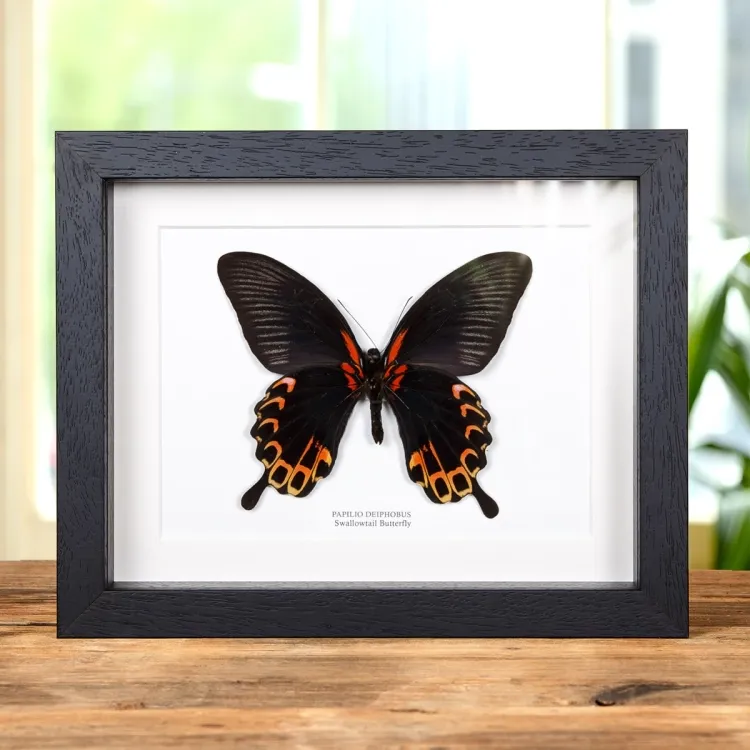 Swallowtail Butterfly Ventral Side In Box Frame (Papilio deiphobus)