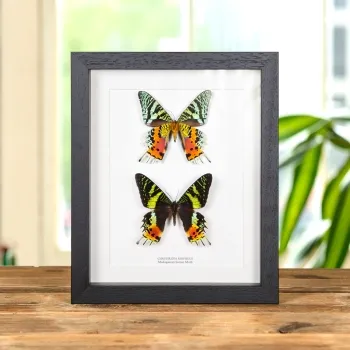 Double Madagascan Sunset Moth (Chrysiridia rhipheus)
