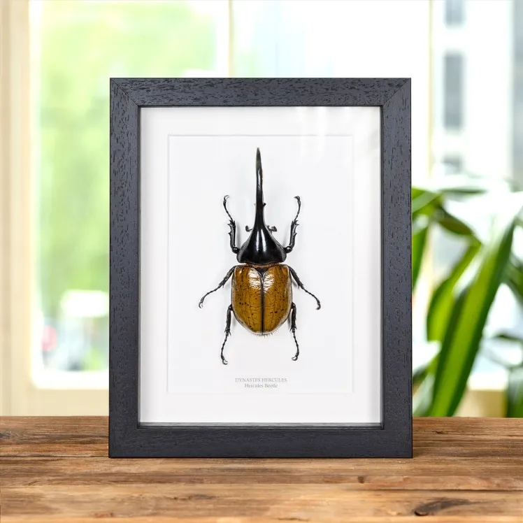 The Hercules Beetle In Box Frame (Dynastes hercules)